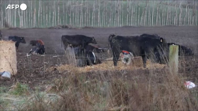 Nuova Zelanda, arriva la tassa sul meteorismo bovino