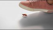 Non calpestare uno scarafaggio: può essere pericoloso