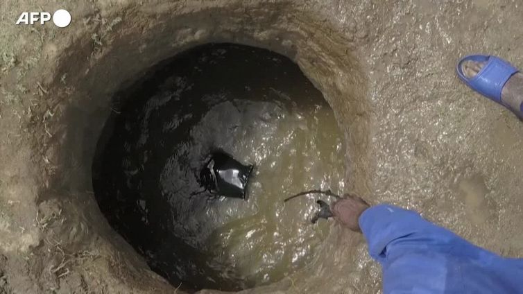 Wwf: "Distrutto 69% della fauna selvatica in 50 anni"