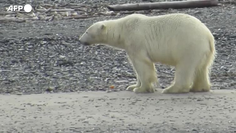 L'Alaska vieta la pesca dei granchi: "Stanno scomparendo"