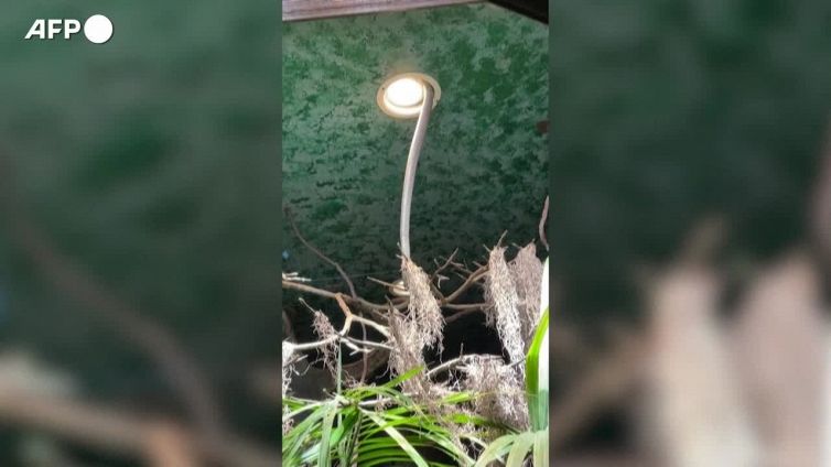 Cobra reale scappa dal suo recinto e fa chiudere lo zoo