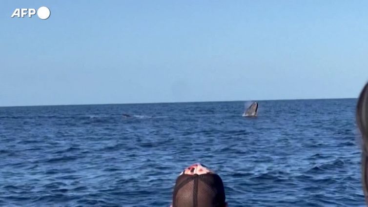 Eccezionale stagione delle megattere all'isola della Reunion