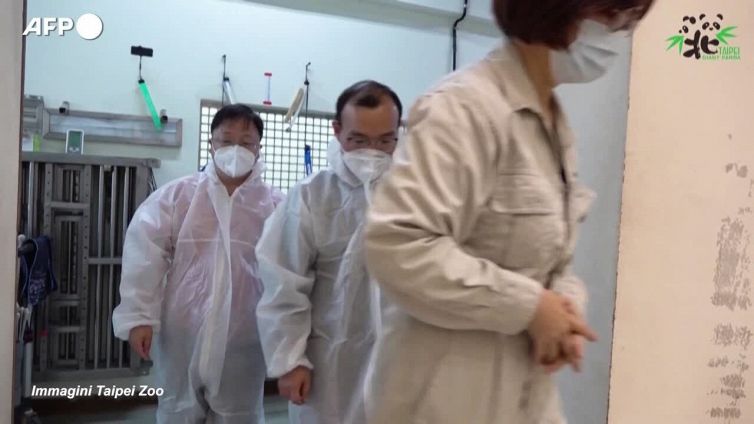 Taiwan, veterinari cinesi visitano un panda malato allo zoo di Taipei