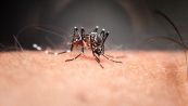 Scoperta una nuova zanzara pericolosa: i rischi