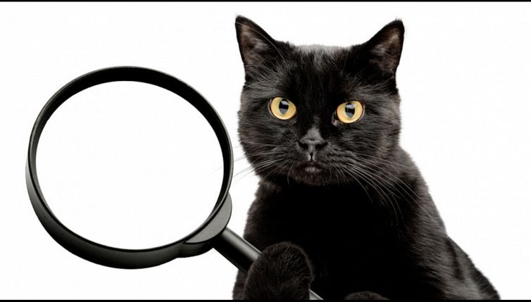 Il gatto come prova del crimine? La scoperta
