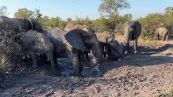 Safari con sorpresa: la reazione dell'elefante è imprevedibile