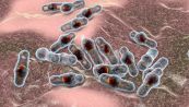 Cos'è il batterio Clostridium perfringens e quali sono i sintomi