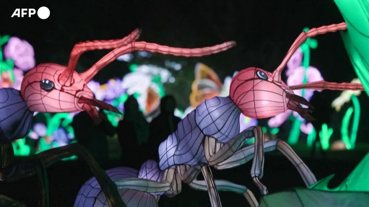 Parigi, il mondo degli insetti in mostra con riproduzioni giganti