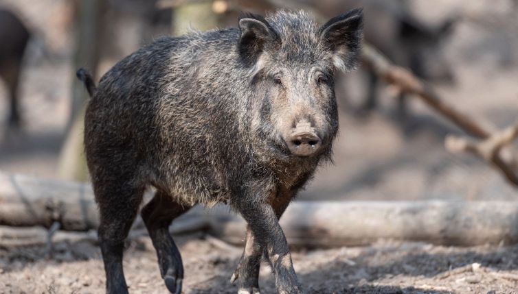 Cinghiali in Italia: quanti sono e che danni possono causare