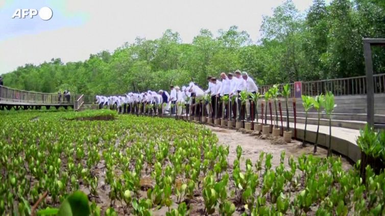 G20, i leader visitano una foresta di mangrovie e piantano piccoli alberi