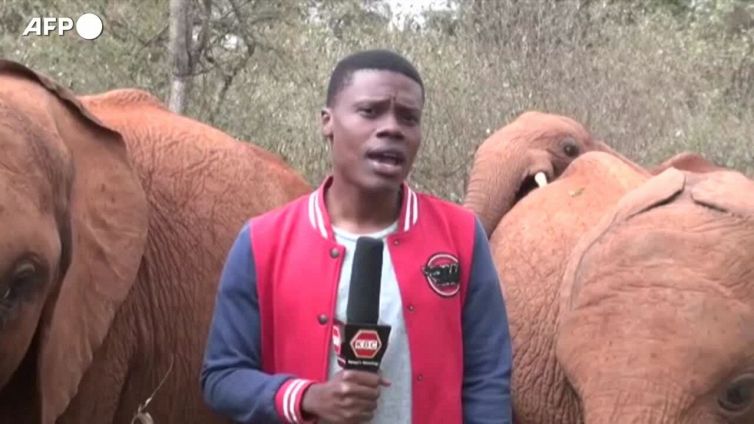 Il giornalista sta parlando quando l'elefante lo interrompe così