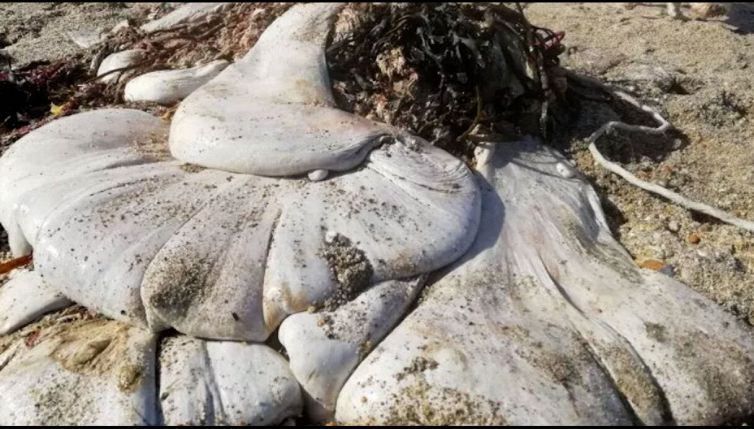 Corpo “alieno” sulla spiaggia: la scoperta è sorprendente