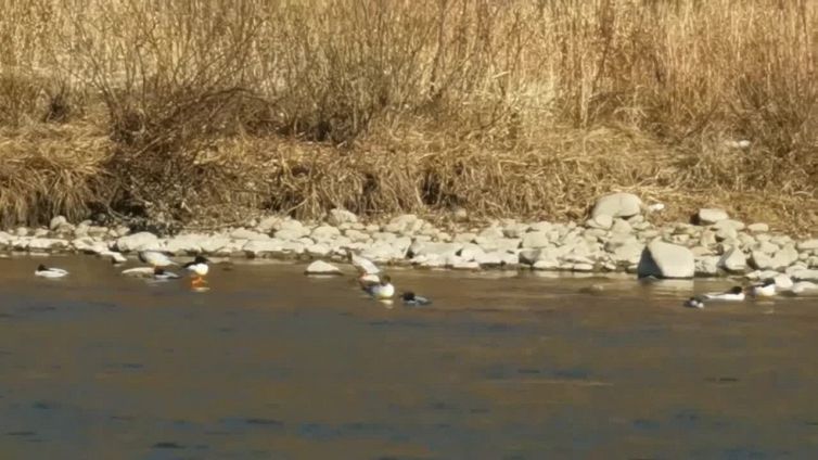 Cina, nell'Heilongjiang ripresa delle specie in via d'estinzione