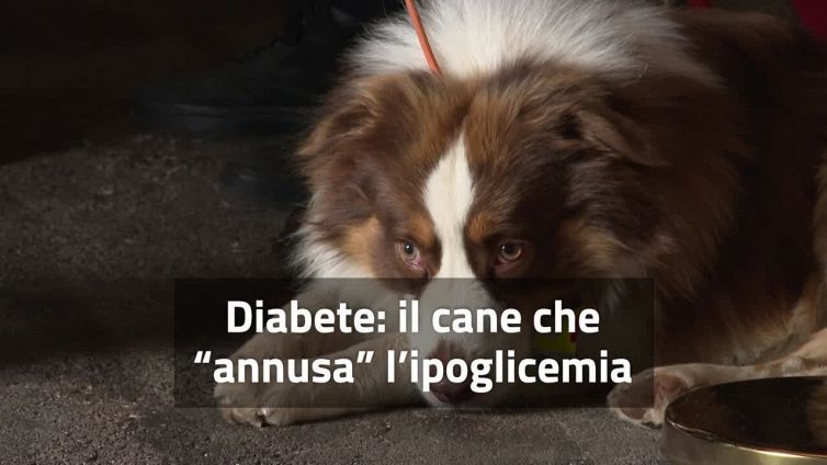 Diabete, il cane che "annusa" l'ipoglicemia