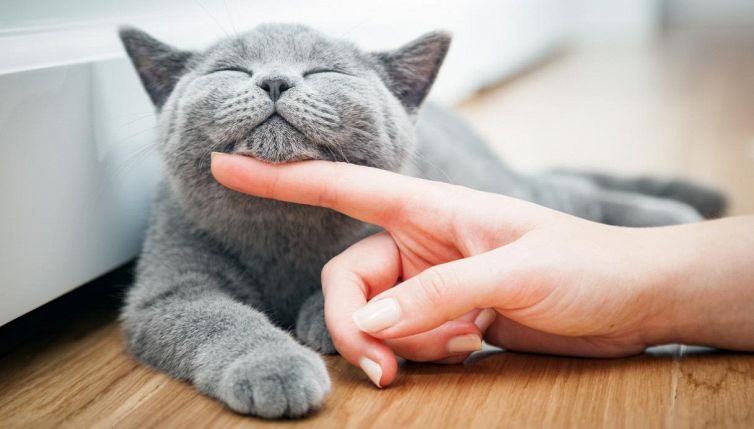 Attenzione, lo fa anche il tuo gatto? Ecco cosa vuol dire