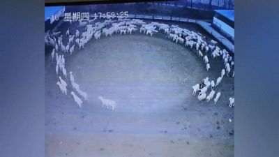 Il mistero delle pecore che girano in cerchio in Cina