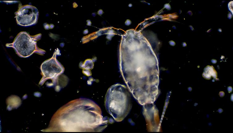 Hanno invaso un nostro mare: di cosa si tratta