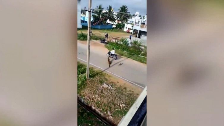 Il leopardo sparge il terrore nel paese