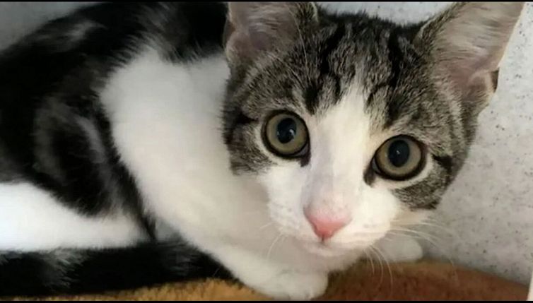 Questo gatto è eccezionale: ecco perché