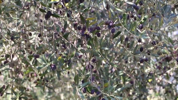 Crolla produzione olio, addio 1 bottiglia su 3