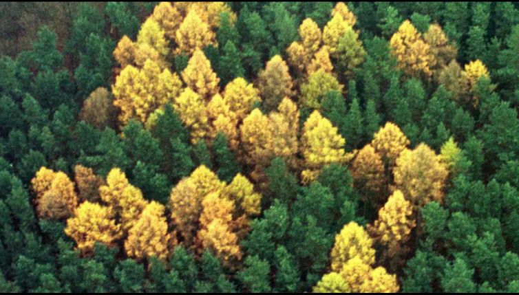 Il mistero della foresta nazista