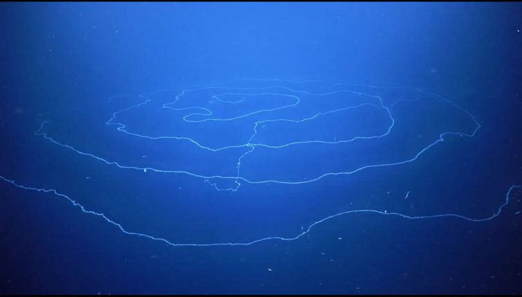 Un animale mai visto prima: l'incredibile scoperta