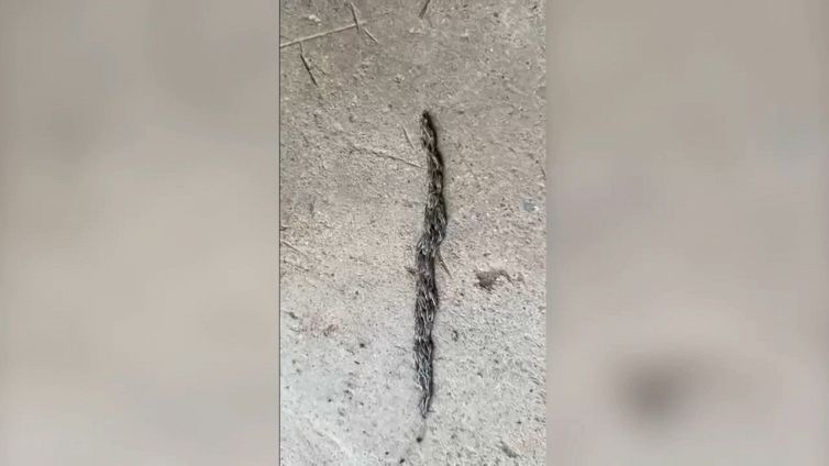 Un serpente? La verità è ancora più spaventosa