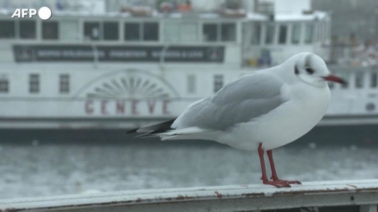Maltempo: Svizzera, ondata di freddo con neve e ghiaccio a Ginevra