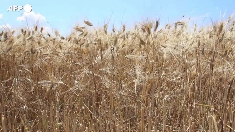 L'Ue semplifica le norme sugli aiuti di Stato in agricoltura