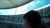 Il viaggio in ascensore dentro l'AquaDom per ammirare i pesci dell'acquario