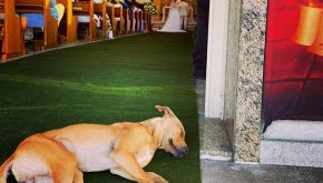 Cane randagio entra in Chiesa durante il matrimonio: quel che succede è incredibile