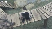 Sorpresa in uno zoo olandese, il panda Fan Xing e' in realta' una femmina
