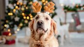Avanzi di Natale, non darli al cane: questi sono tossici