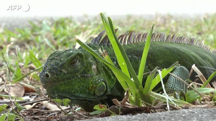 Ondata di freddo negli Usa, iguane congelate cadono dagli alberi in Florida