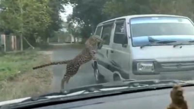 Il leopardo inferocito semina il terrore in città