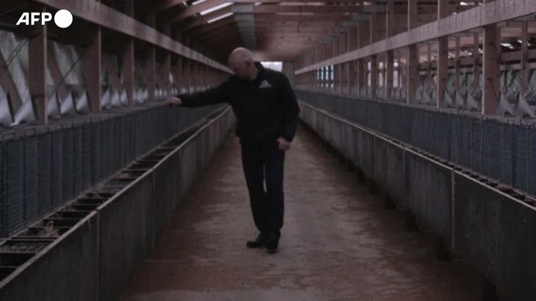 Danimarca, ex allevamento di visoni diventa un birrificio