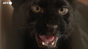 Kiara, una piccola pantera nera trovata in Ucraina e rifugiata in Francia