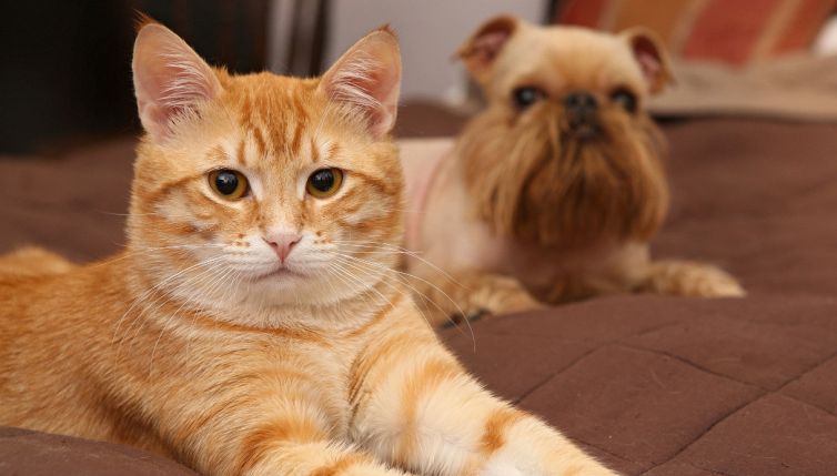 La scoperta sui gatti: chi ne ha uno deve saperlo