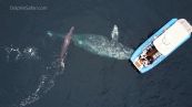 La balena si avvicina alla barca: quello che succede è incredibile