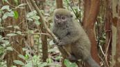 Madagascar lancia Sos, a rischio 50% biodiversita'