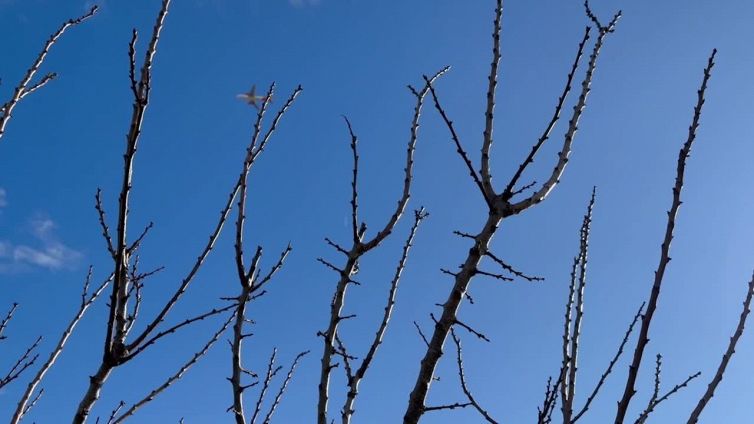 Fioriture fuori stagione nel Napoletano