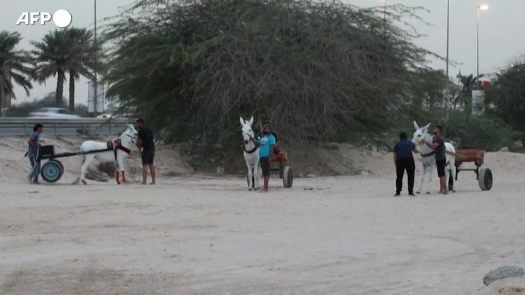 Bahrein, le corse degli asini attirano le folle