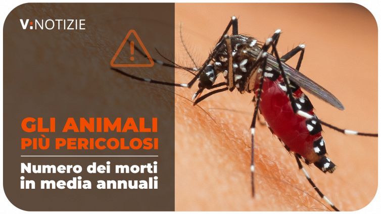 ANIMALI PIU' PERICOLOSI 30 SECONDI
