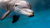 I delfini si comportano stranamente: perché hanno iniziato a urlare sott'acqua