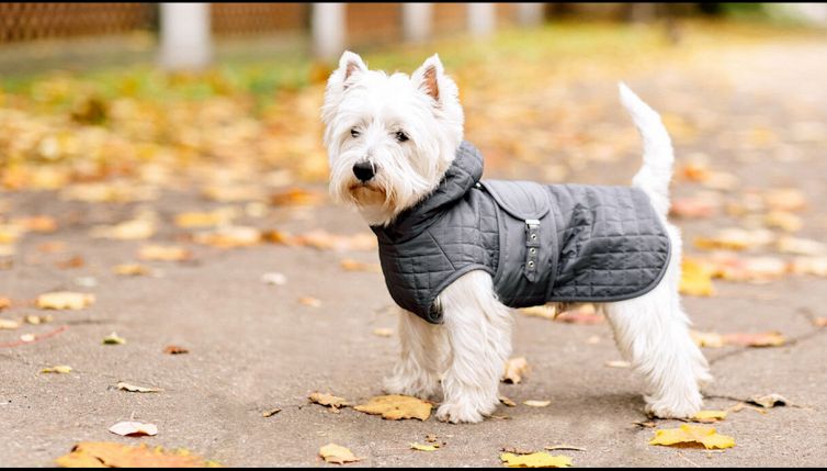 Cappottino per i cani: serve davvero?