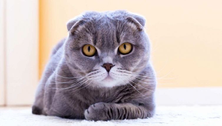 Attenti, se il gatto inizia a comportarsi così: è un segno