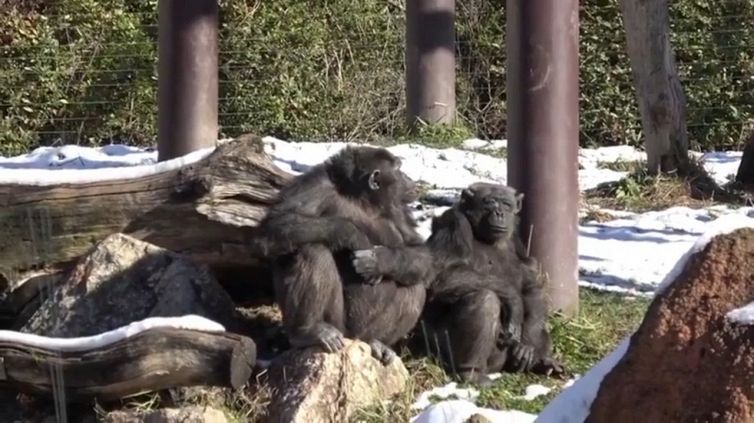 Nevica al parco: la reazione degli scimpanzé da ridere