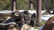 Nevica a Bussolengo, gli scimpanzé mangiano la neve