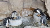 La storia di questi pinguini e la più romantica che sentirete oggi