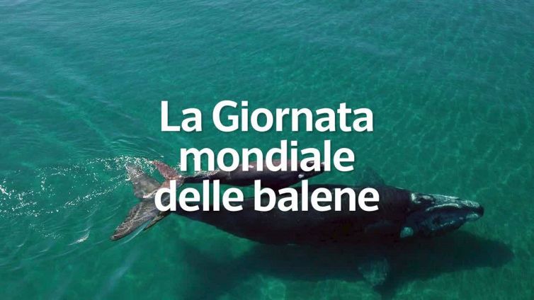 La giornata mondiale delle balene